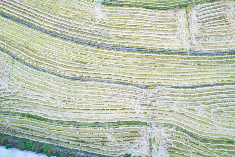 数据脱敏软件光盘与加密软件在政企数据安全体系中的协同应用解析